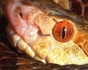 Copperhead Snake eye's