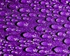 PURPLE RAIN SHOOTIES