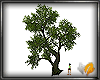 (ED1)Big tree