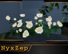 BNW White Roses
