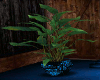 Blue Country Plant