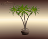 PA Palm Planter