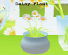 Daisy Plant