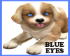 BLUE EYED-CUTE PUPPY