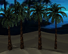 Palm Tree Row