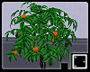 ` Orange Tree