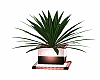Pink Potted Plant