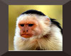 Monkey face poster