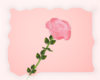 A: Pink rose