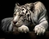 white tiger cuddle