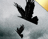 ✶King Crow FlyingC.