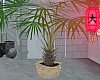 ♥ huge palmtree