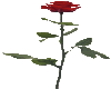 Animated Rose