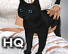 Black Cat  e