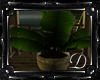 .:D:.Summer Breez Plants