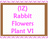 Rabbit Flowers Plant V1