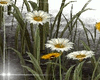DAISY GARDEN