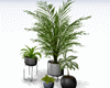 Plants Set