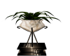 plants braz