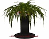 ~DL~Love's Tall Plant