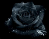 TL Black Rose