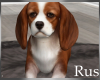 Rus Cute Spaniel Puppy