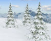 *Snowy Fir Tree