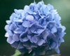 Blue Chrysanthemum