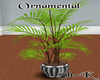 Sh-K Ornamental Palm