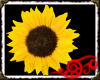 *Jo* Sunflower Spot
