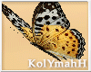 KYH | Autumn butterfly