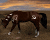 Native Animated Horse 3