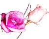 flowers (rosa)