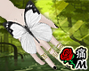 蝶 Hand Butterfly White