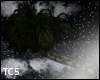 Palm trees