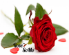 Rose~ SoMo