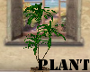 (A) Plant~Maranta