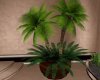 NT Potted Palm 