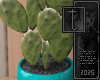 Cactus Pot