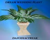 Dream Wedding Plant