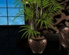 cheeta plant