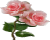 [R] TWO PINK ROSES