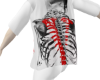 Vlone skele