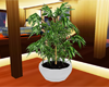 (IKY2) POTTED TREE 4