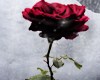 Dark Rose