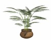 POTTED  PALM