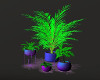 Plant Set Colourful 1