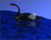 RH Black swan