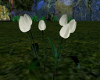 (T)Tulip's White