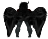 black wings